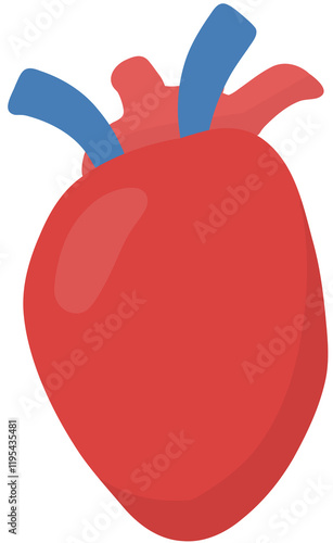 anatomy heart illustration