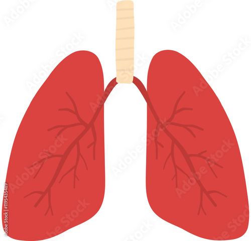 Lungs Illustration