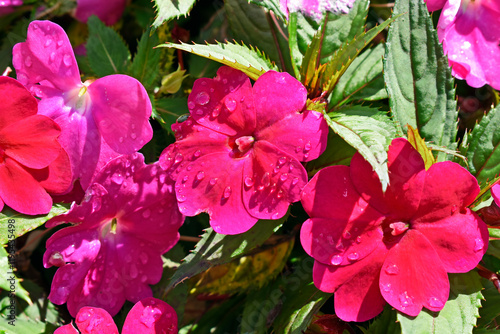 Obraz na płótnie New Guinea Impatiens flowers on garden w salonie