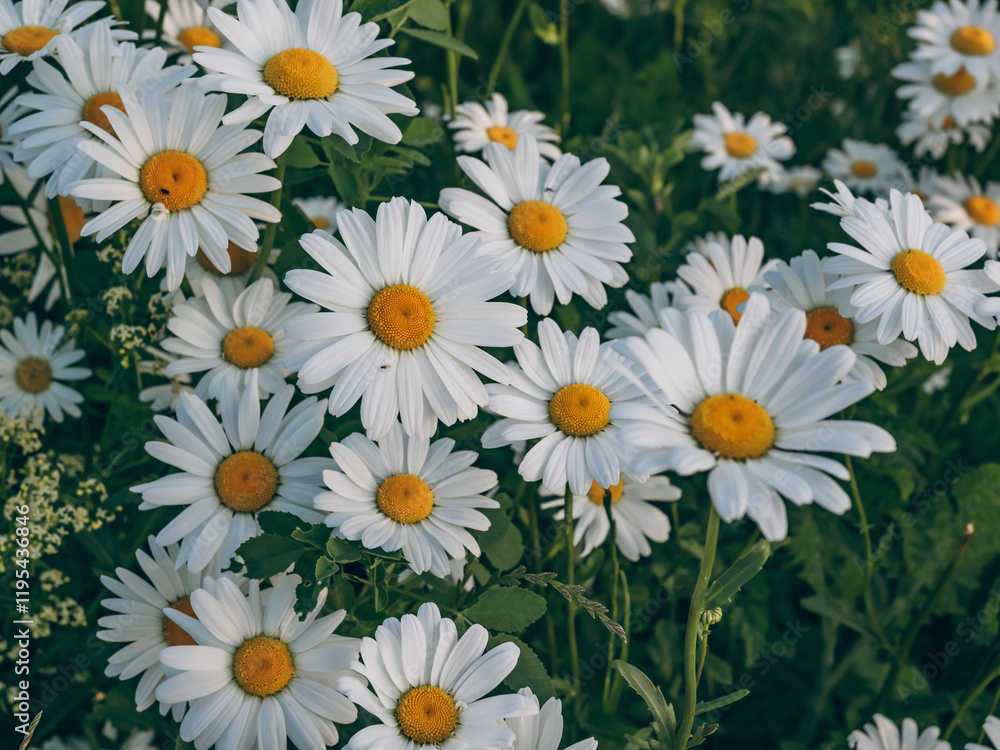 Fototapeta premium Daisies in a field close up