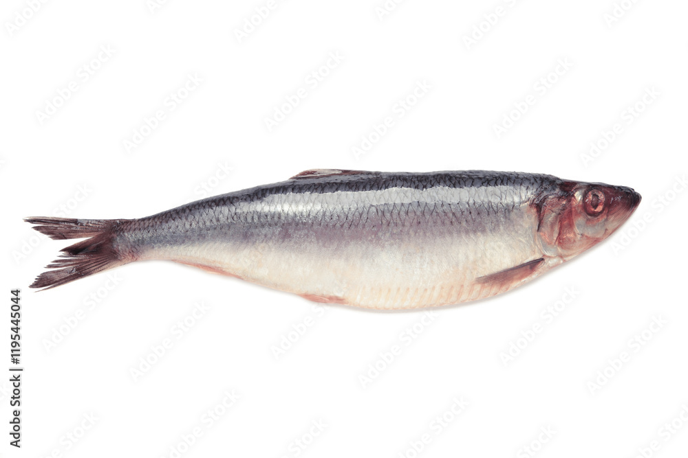 Fresh herring fish isolated on white background Fresh herring fish isolated on white background