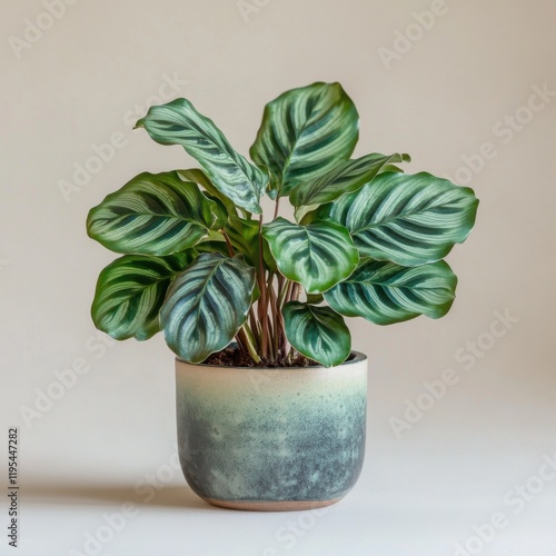 Calathea orbifolia in decorative pot with green foliage on neutral background photo