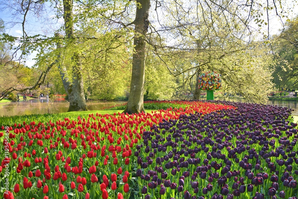 Keukenhof spring garden landscape. Red and black tulips blooming in Netherlands. Keukenhof spring garden landscape. Red and black tulips blooming in Netherlands.