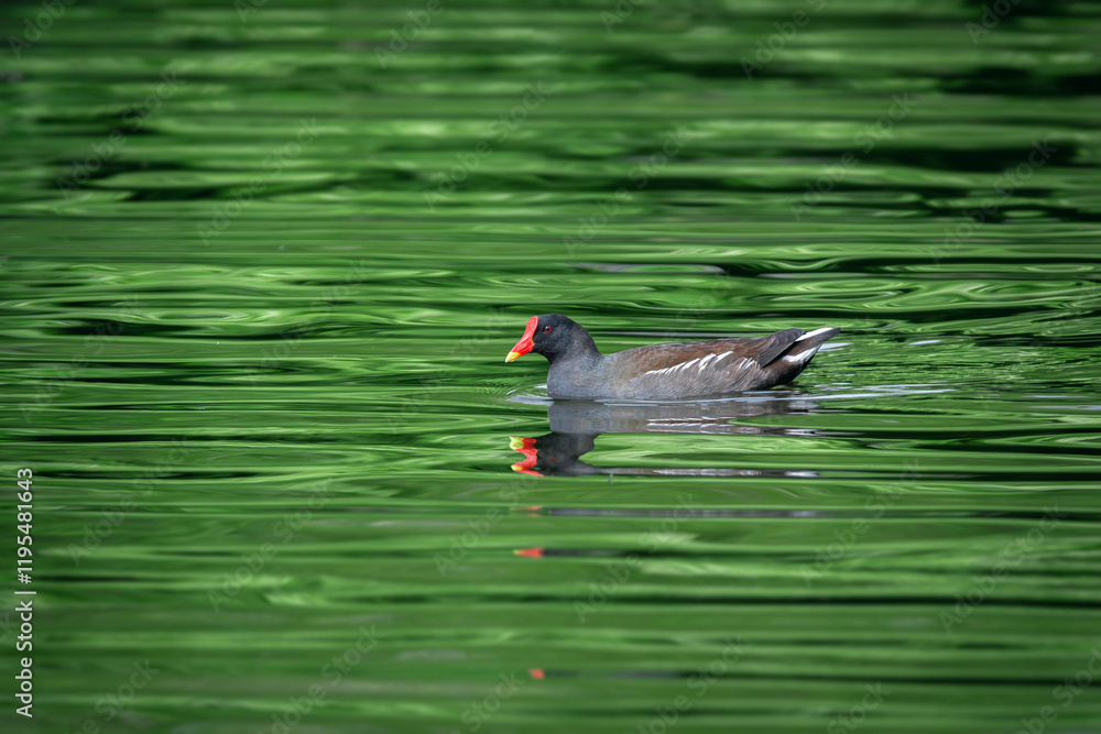 An adult common moorhen (Gallinula chloropus) swims through water reflecting green spring vegetation An adult common moorhen (Gallinula chloropus) swims through water reflecting green spring vegetation