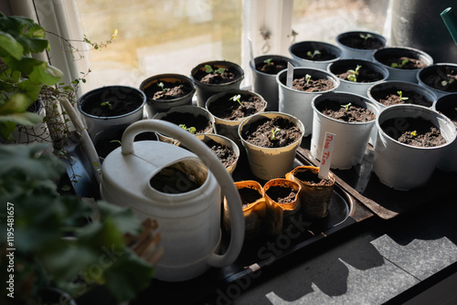 Obraz na plátně spring seedlings, plants in pots on a windowsill in the village