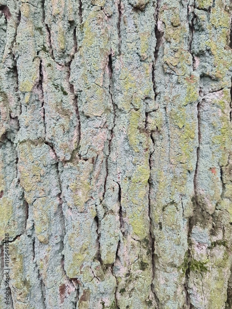 minimalistic background picture - close up photography of wood bark minimalistic background picture - close up photography of wood bark