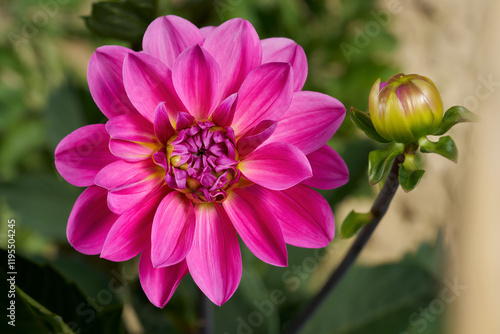 Magentafarbene Dahlie (Dahlia) mit Knospe - einzelne Blüte in Nahaufnahme in einem Garten photo