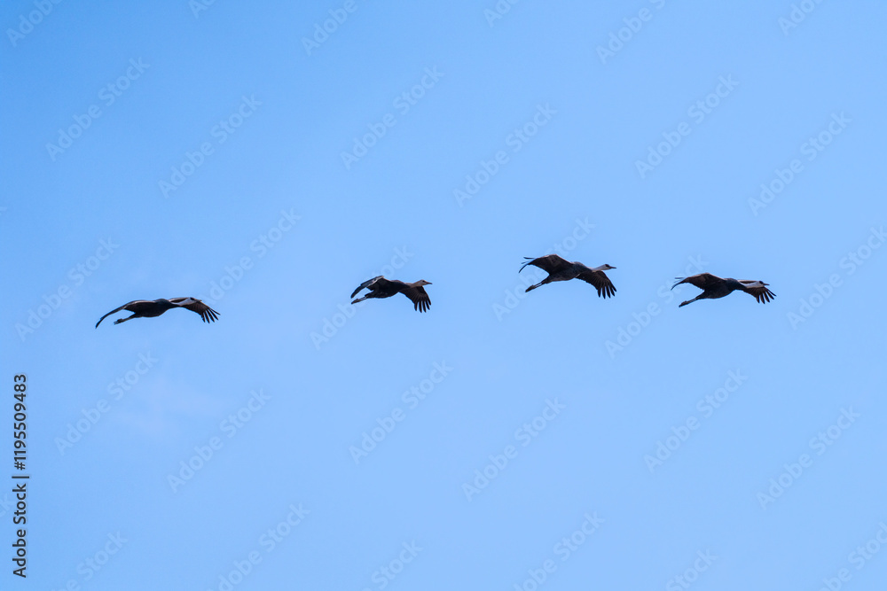 black cranes flying in the cloudy sky black cranes flying in the cloudy sky
