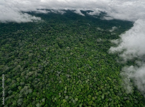 Vista aérea de uma floresta verdejante com nuvens enevoadas photo