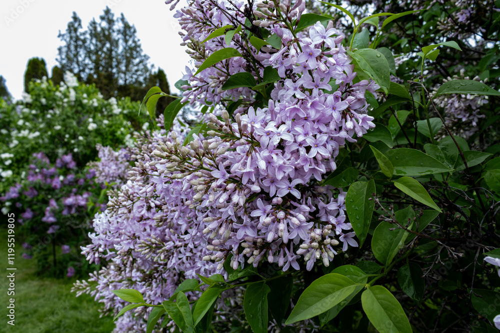 Fototapeta premium Lacy Pink Lilacs resemble lace as they cascade from a branch in early spring
