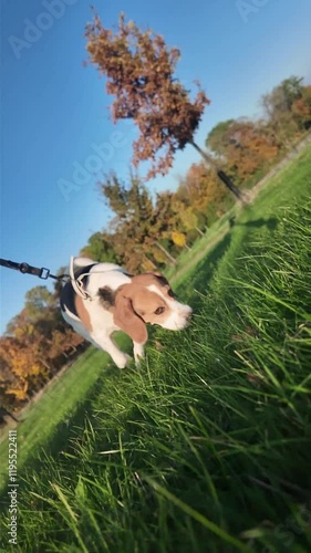 Dog on a leash on a stroll in a summer meadow. Beagle dog on a walking with his master. Leaning horizon. Super slow motion