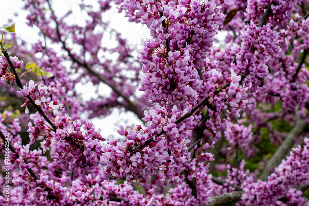 Redbud Blossoms cover a tree in spring Redbud Blossoms cover a tree in spring
