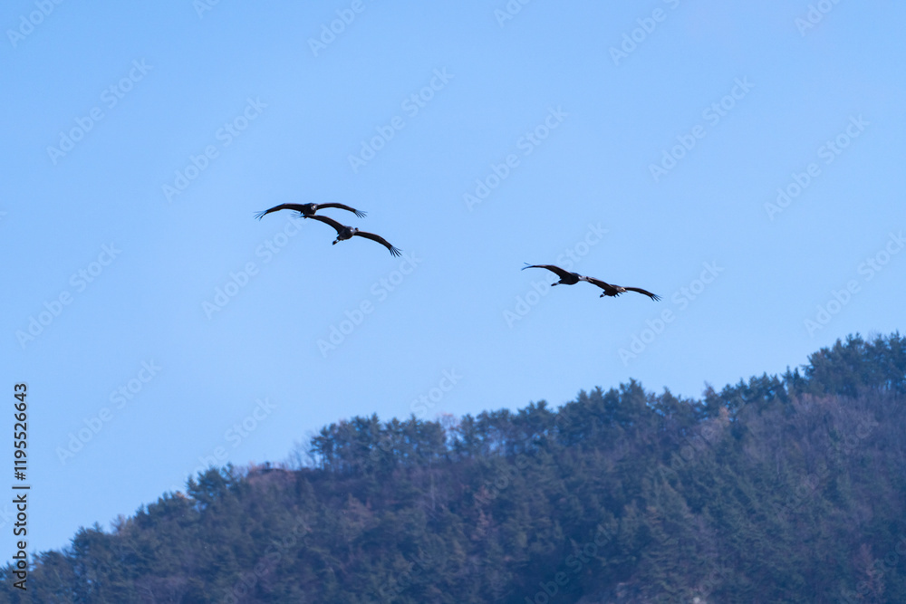 black cranes flying in the cloudy sky black cranes flying in the cloudy sky