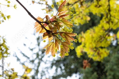 Spring Maple; a maple tree bursts into leaf after a long winter in the sunny spring