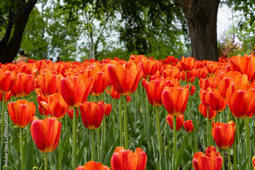 Tulips in the Park radiate red and orange color in spring