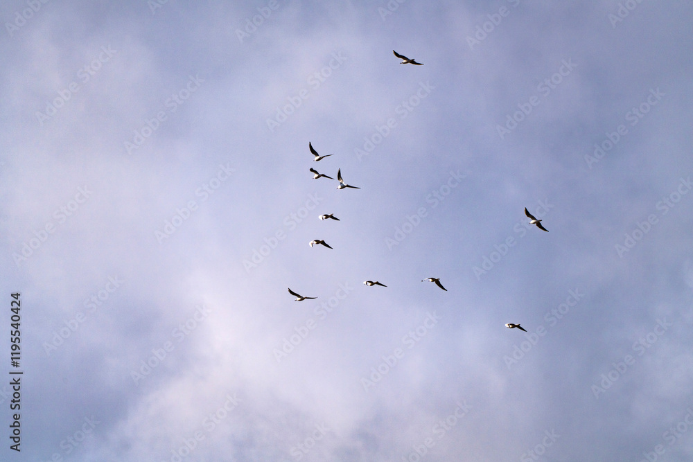 seagulls flying in the cloudy sky seagulls flying in the cloudy sky