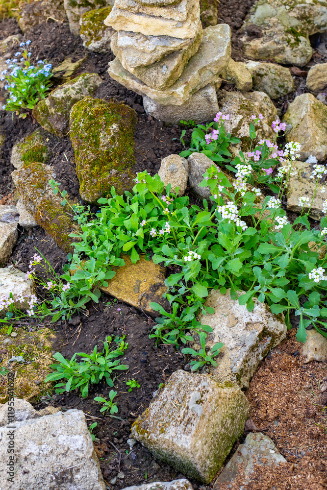 The first flowers on the alpine slide among large stones. Formation of a flower bed The first flowers on the alpine slide among large stones. Formation of a flower bed