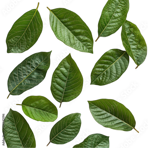 Lush green guava leaves isolated on transparent background photo