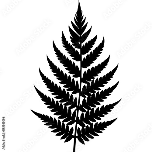fern leaf isolated on white