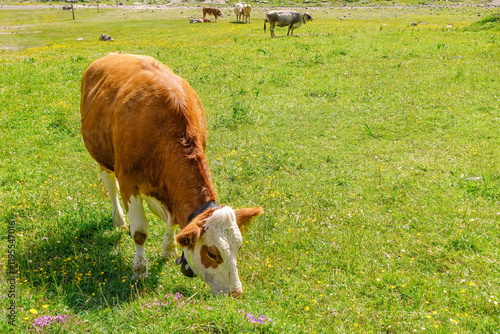 Grazing cow on a sunlit meadow