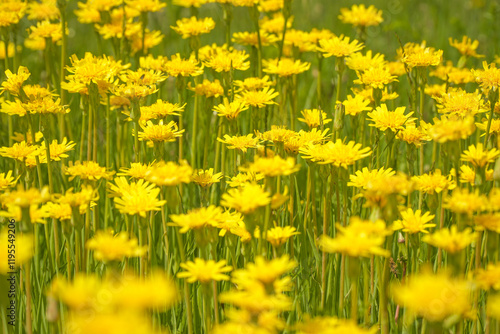 A clearing of bright yellow flowers in a green meadow. Wall Hawkweed or Hieracium murorum photo