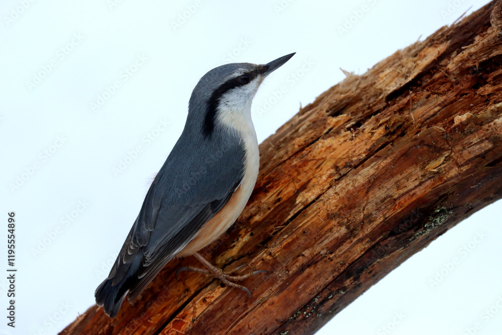 Fototapeta premium Nuthatch