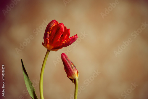 Tulipany, wiosenne tło, dekoracja wnętrz. © Elżbieta Kaps