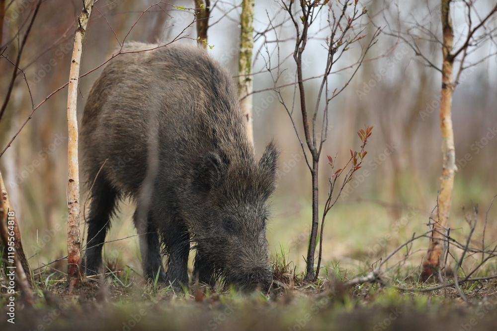 Dzik euroazjatycki, dzik, (Sus scrofa) Dzik euroazjatycki, dzik, (Sus scrofa)