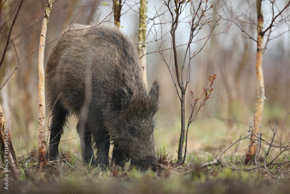 Dzik euroazjatycki, dzik, (Sus scrofa) Dzik euroazjatycki, dzik, (Sus scrofa)