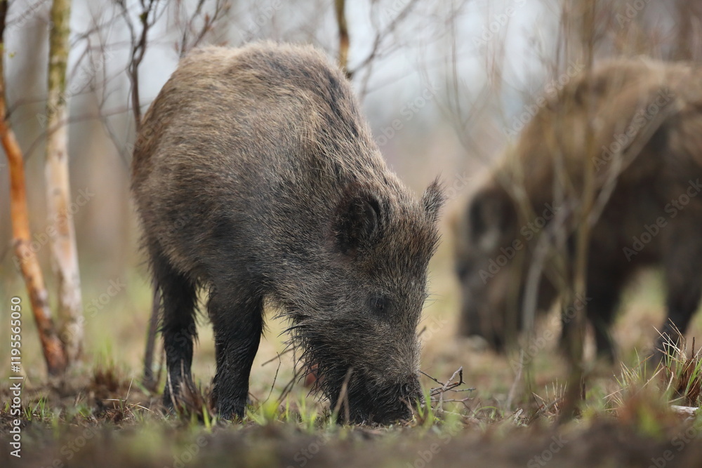 Dzik euroazjatycki, dzik, (Sus scrofa) Dzik euroazjatycki, dzik, (Sus scrofa)