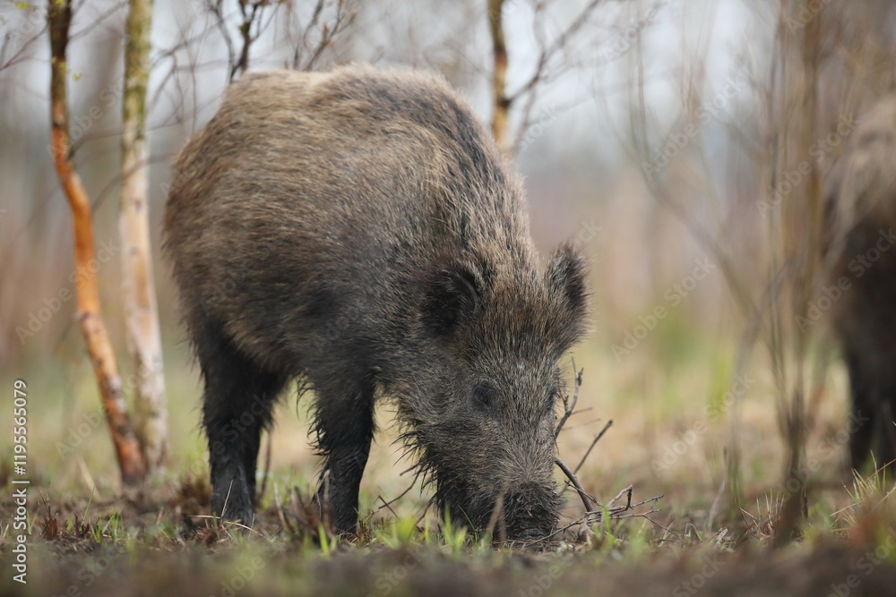 Dzik euroazjatycki, dzik, (Sus scrofa)
