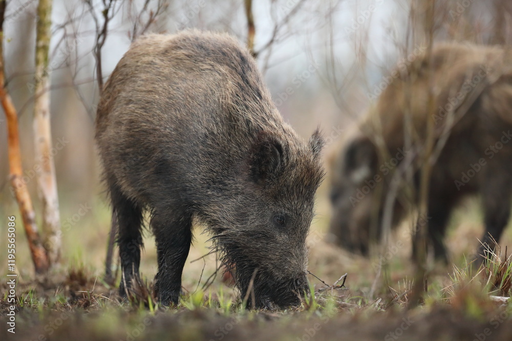 Dzik euroazjatycki, dzik, (Sus scrofa) Dzik euroazjatycki, dzik, (Sus scrofa)