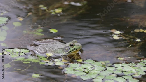 Green Bull Frog on pond