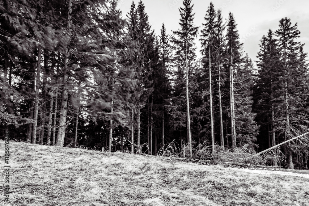 Landscapes - Forest - Europe, Romania, Suceava region Landscapes - Forest - Europe, Romania, Suceava region