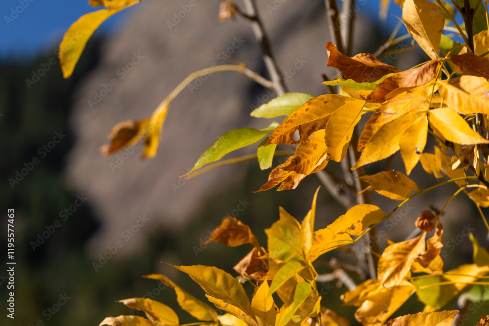 Obraz premium yellow autumn leaves