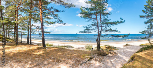 Panorama. Landscape with pine forest and sandy beach of the Baltic Sea