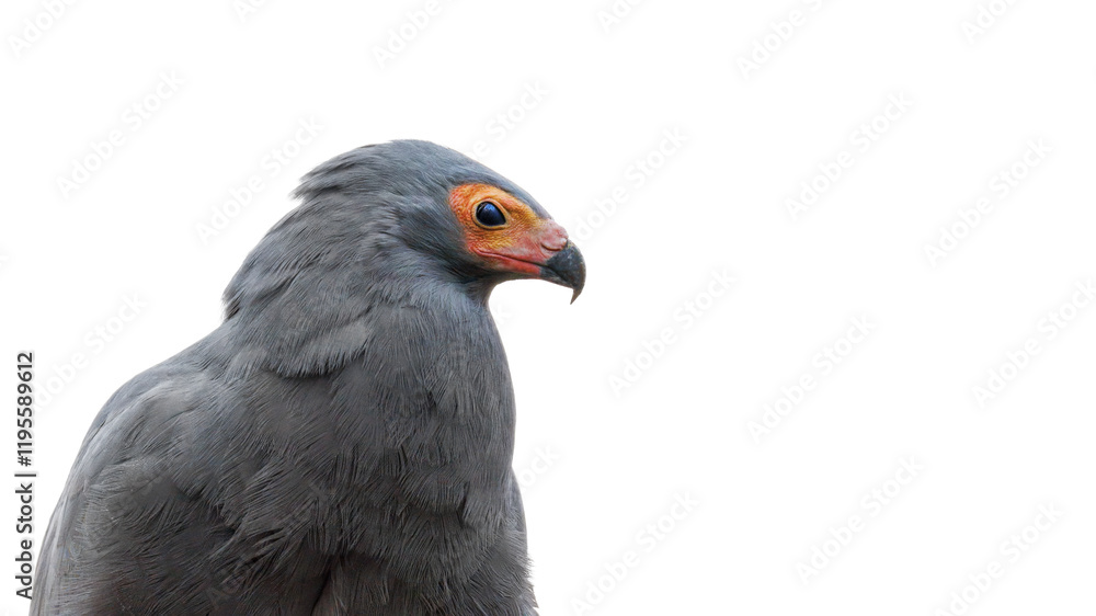 African harrier-hawk, Polyboroides typus, isolated on white background with space for text. Closeup of the upper body and face in profile. A bird of prey also known as the harrier hawk or gymnogene African harrier-hawk, Polyboroides typus, isolated on white background with space for text. Closeup of the upper body and face in profile. A bird of prey also known as the harrier hawk or gymnogene