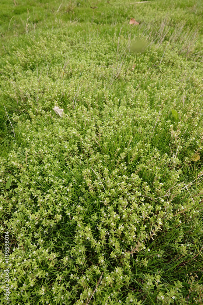 Vertical closeup on an aggregation of New Zealand pigmyweed or swamp stonecrop, Crassula helmsii