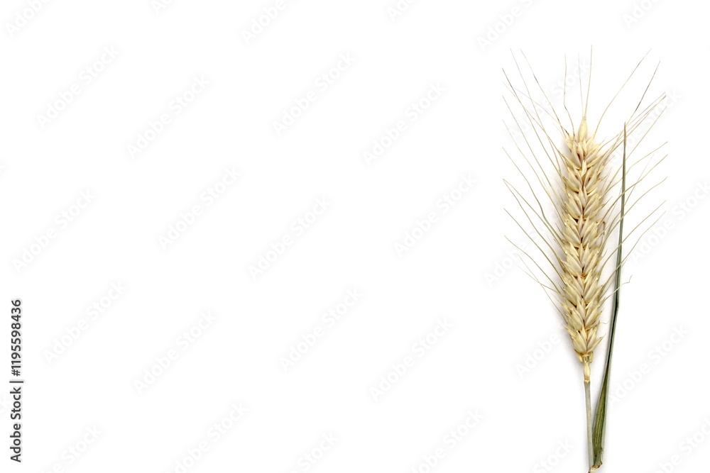 There are ears of wheat on a white background. There are ears of wheat on a white background.