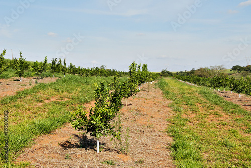 Plantação de laranja recém plantada - laranjal photo