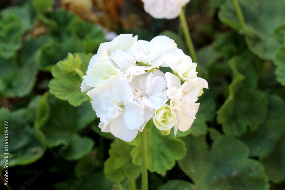 Geranium flowers grow in an open-air flowerbed. Geranium flowers grow in an open-air flowerbed.