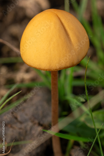 close-up of a brown dunce cap mushroom photo