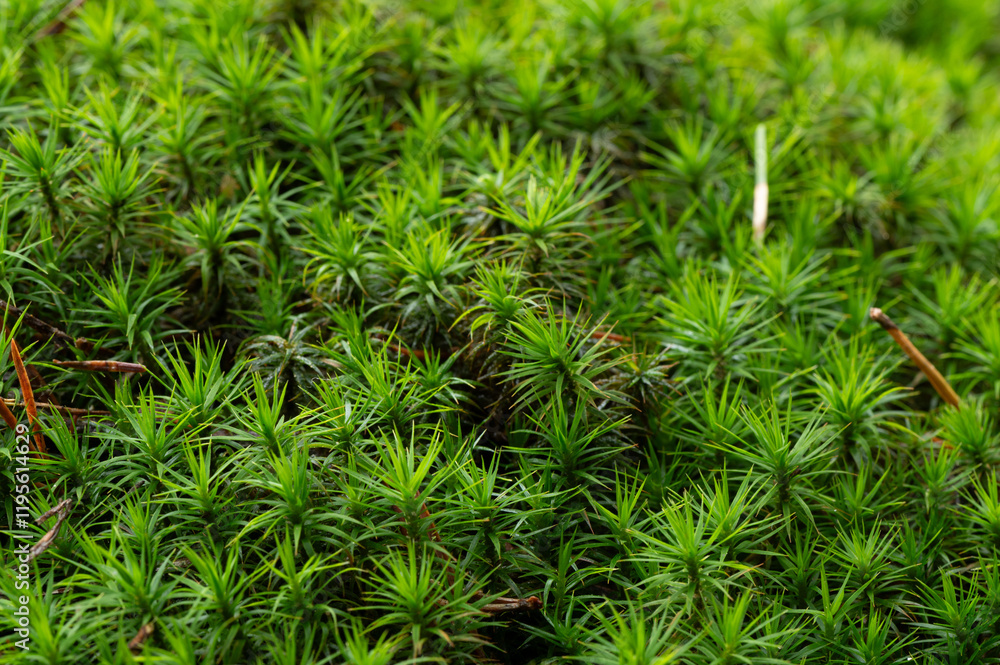 closeup of starry thyme-moss in the forest closeup of starry thyme-moss in the forest