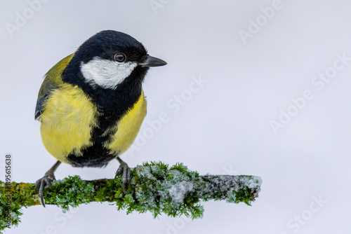 Great tit sitting on snowy mossy branch against a snow-white background photo