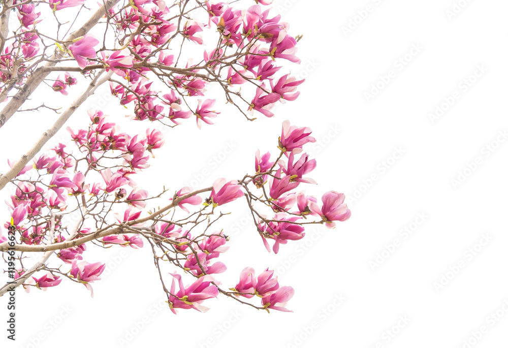 pink magnolia flower spring branch isolated on white background pink magnolia flower spring branch isolated on white background