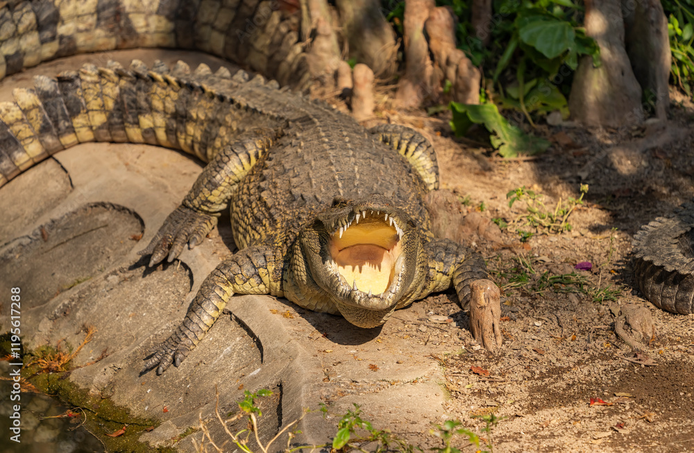 Obraz premium Crocodiles with open jaws. The relax of mugger crocodile