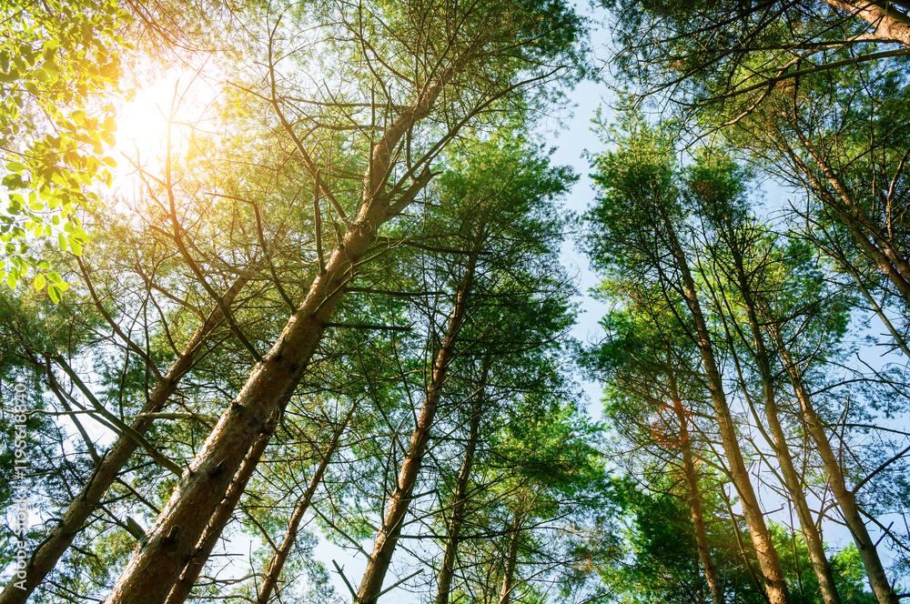 Fototapeta premium Spring landscape, spring tree tops against blue sky, spring forest landscape scene