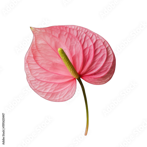 Pink anthurium isolated on transparent background