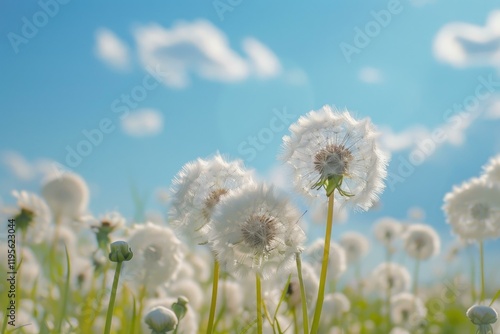 Dandelion seedheads are blooming in a field on a sunny day with blue sky and clouds