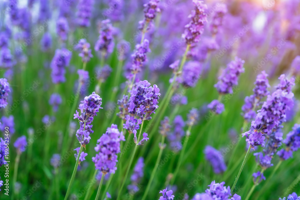 Vibrant lavender field blooming under the warm sunlight during springtime Vibrant lavender field blooming under the warm sunlight during springtime